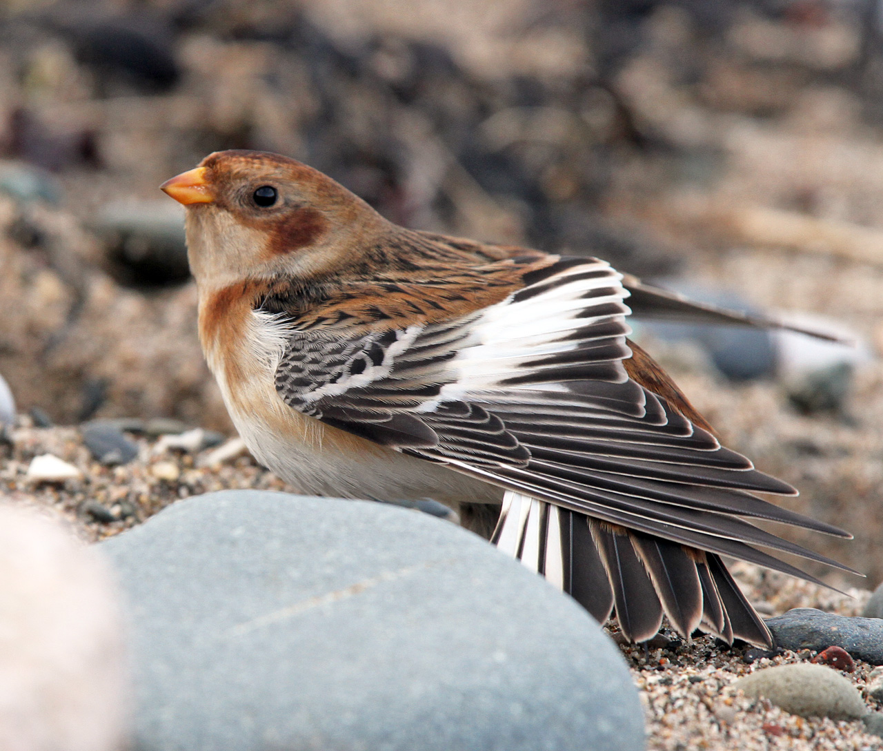Snow Bunting 1st winter female race insulae